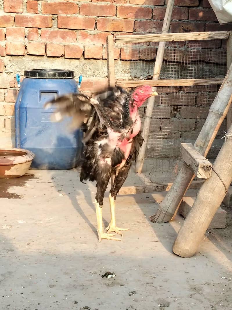 Thai cross patha 2