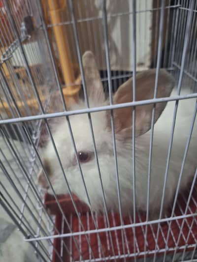 Original NewZealand Angora  Bread Beautiful Rabbit