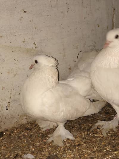 Amarican pigeons bagi tail