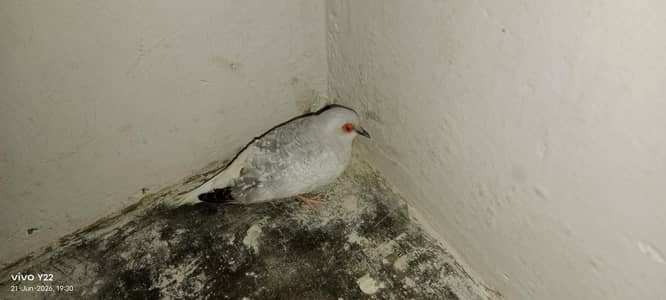 white dove