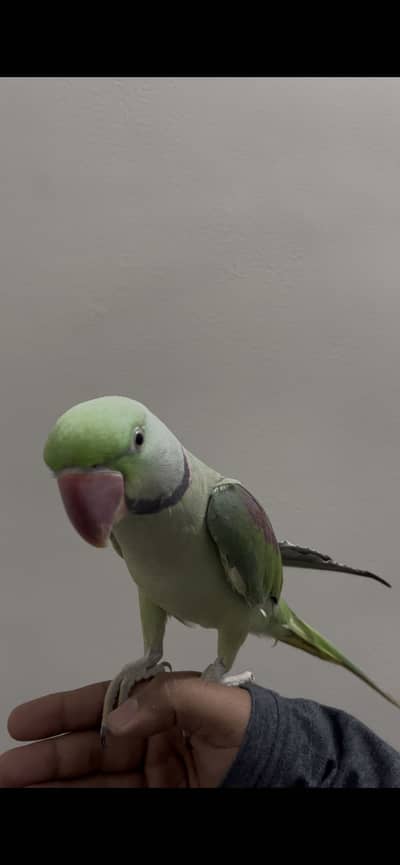 raw alexandrine parrot super tamed and friendly