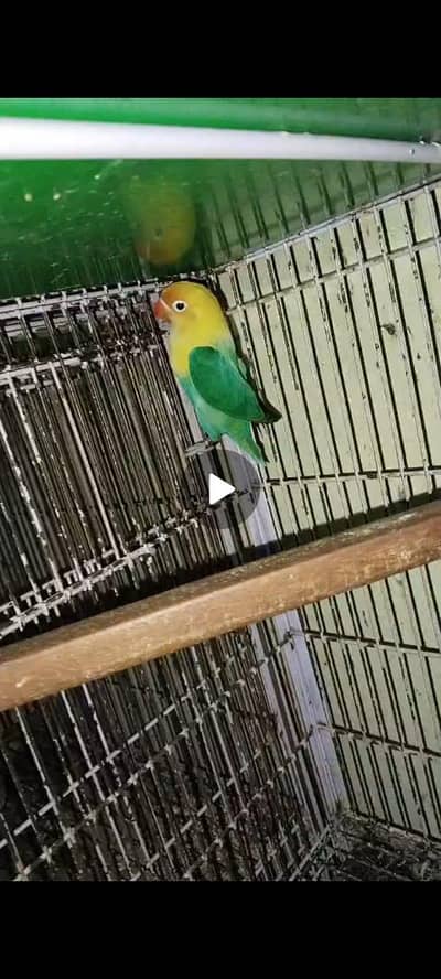 cages for sale