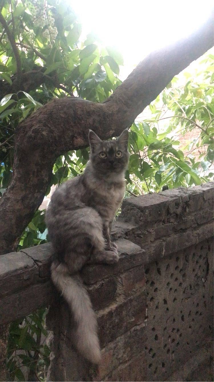 Mainecoon 0