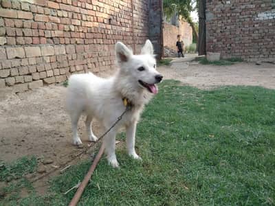 pista male dog exchange possible pist female dog