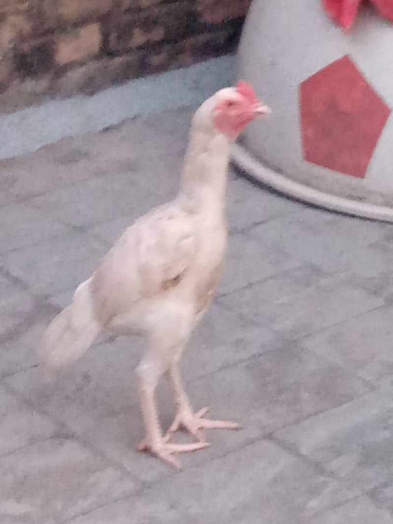 asseel patha 0