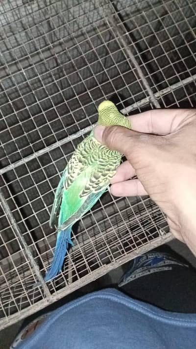 budgie breeder pair for sale or also exchange possible