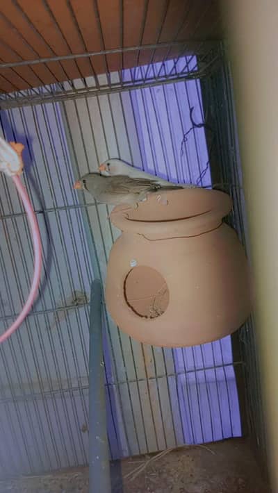 zebra Finch