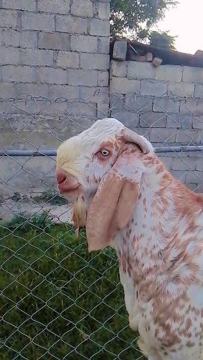 mukhi china Breeder Bakra for sale