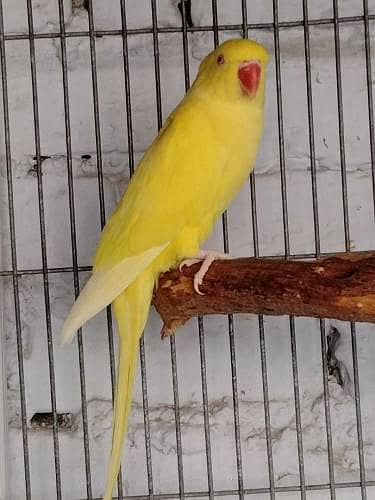 Beautiful Yellow  Talking parrot