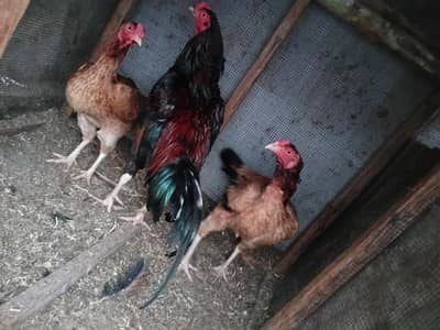 aseel hens