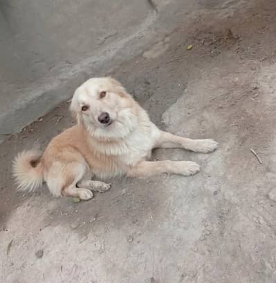 Super Fluffy Russian Spitz Puppy Male | Trained