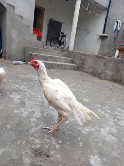 aseel heera white