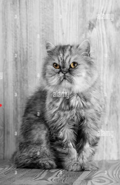 Persian Gray color cat
