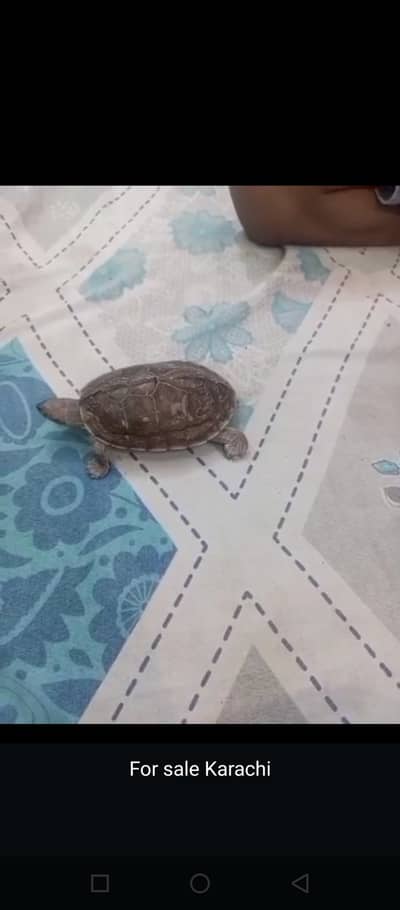Turtle for Sale