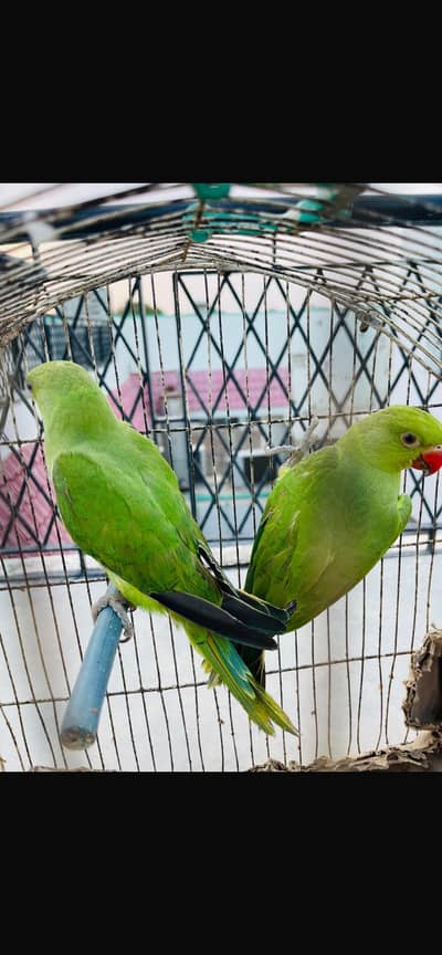 Green Ring neck “6 Months”