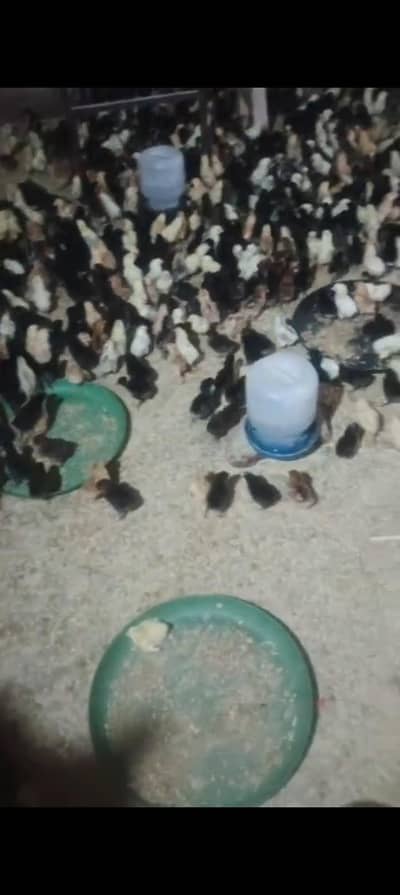 golden misri chicks