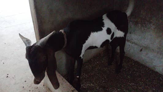 printed breeder bakra