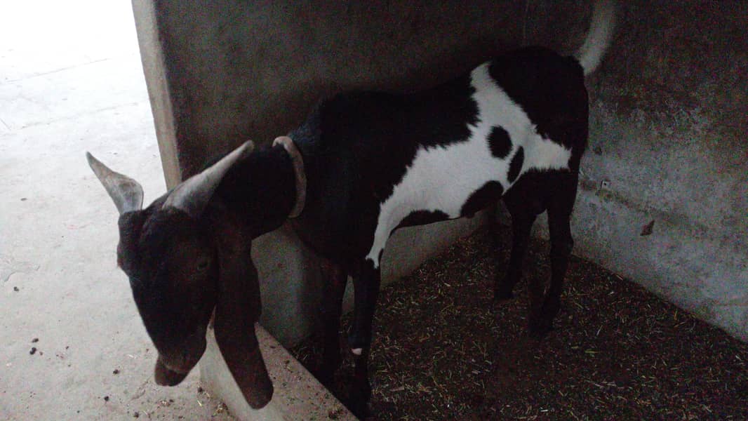 printed breeder bakra 0