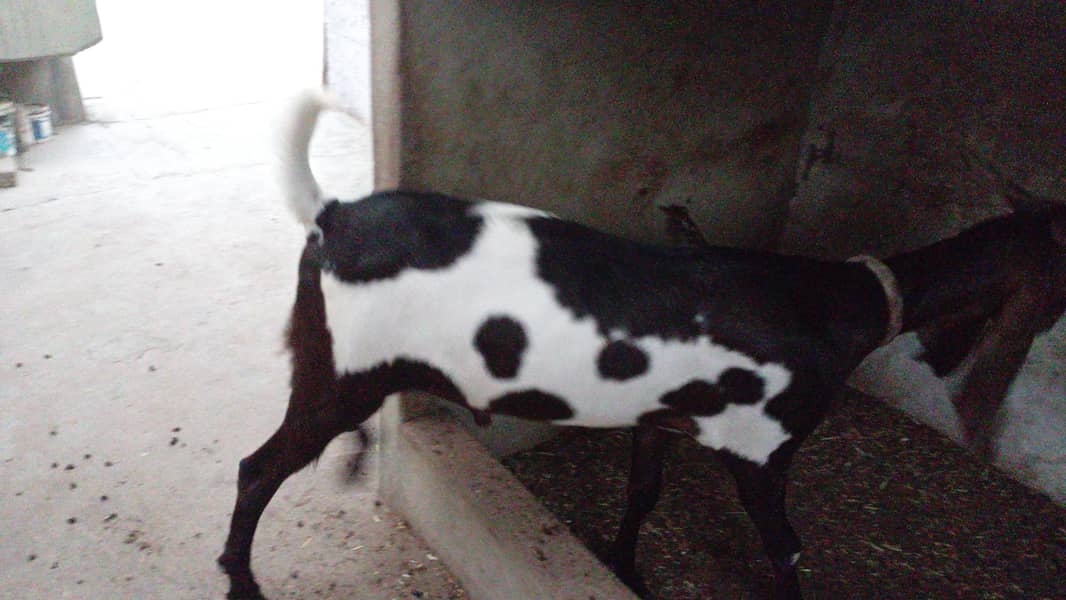printed breeder bakra 1