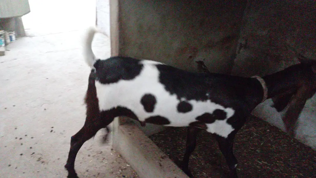 printed breeder bakra — photo 2