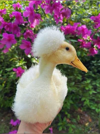 Crusted Ducklings