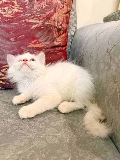 One Eye Triple Coated Persian Kitten