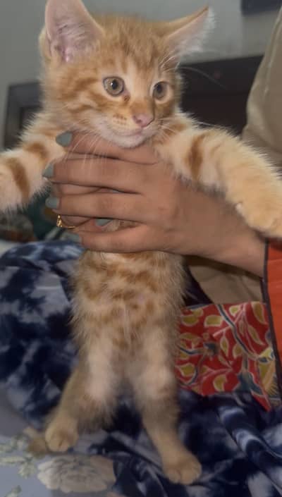 Persian kittens available for sale