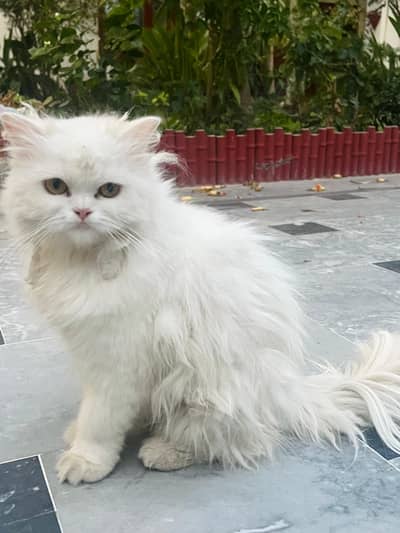 Persian cat female
