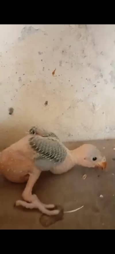 Talking parrot baby