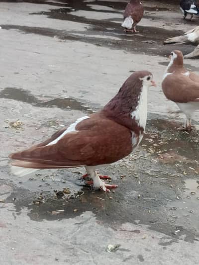 Pigeons ( kabooter)