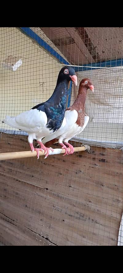 Young and pure single denish pigeons
