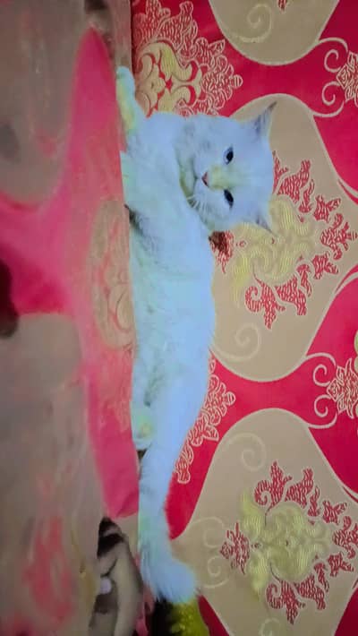 Beautiful and Healthy Male Persian Cat (Doll Face / Blue Eyes) for Sa
