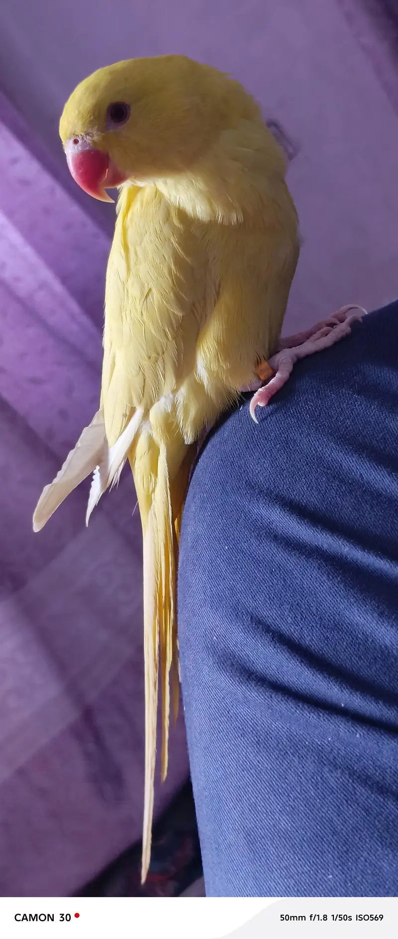 Premium Yellow Ringneck Pair Available for Sale — photo 11