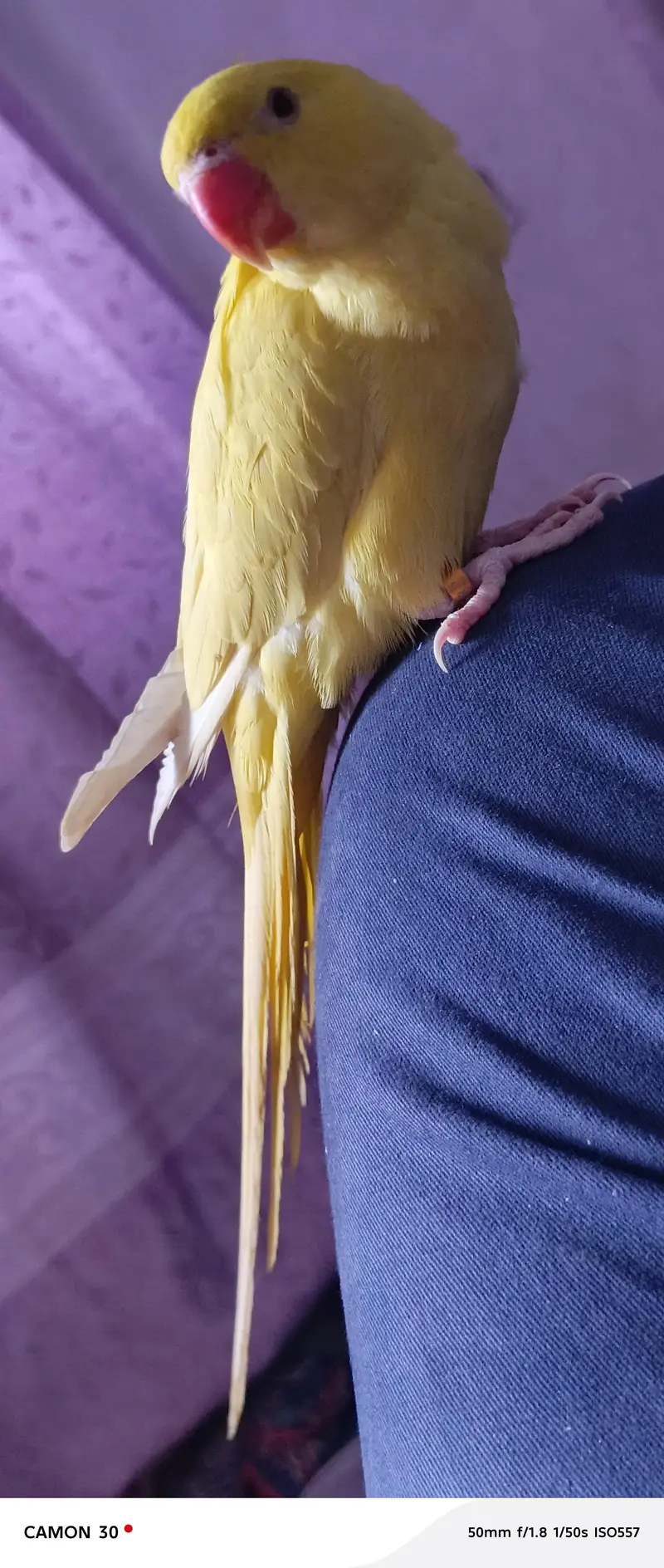 Premium Yellow Ringneck Pair Available for Sale — photo 12