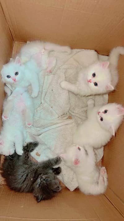 Persian kittens