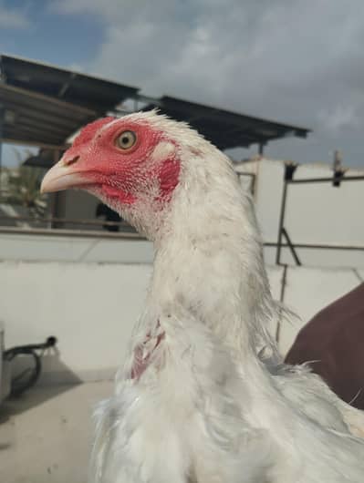 Aseel HEERA MALE Patha chick for sale | Hen for Sale | Heera Patha