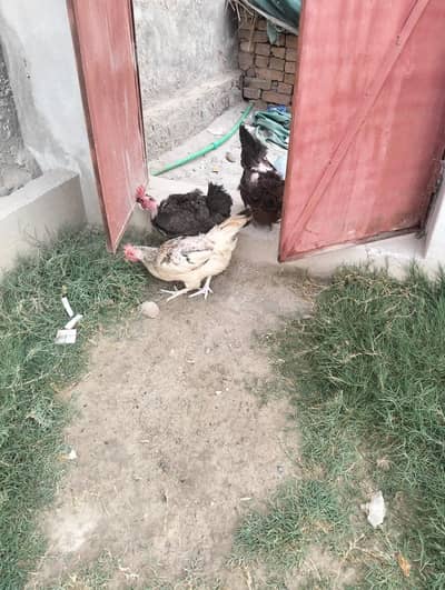 4 egg laying hens and 1 Cock