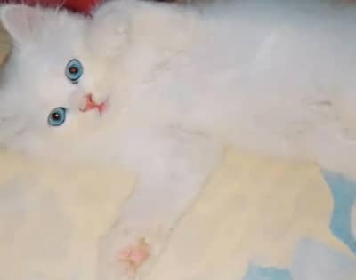 Persian cat