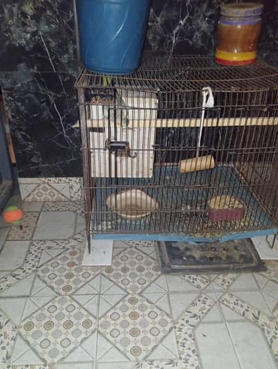 parrot with cage for sale