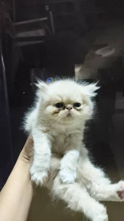 peki male kitten