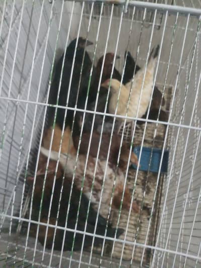 Golden masri hens for sale