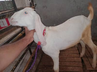 1 gulabi and 1 desi beetal mix bacha forsale in rwp,mohallahrajasultan