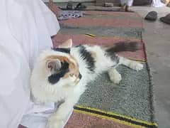 beautiful cat for sale