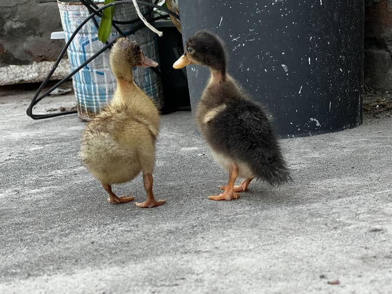 Ducklings 0