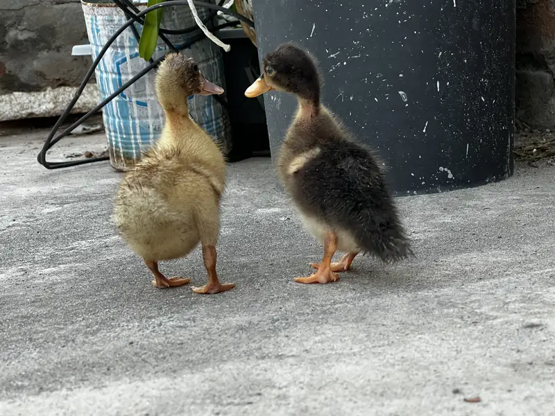 Ducklings
