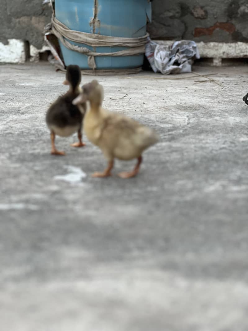 Ducklings 1