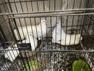 Lakka kabutar pair 1 son & love birds pair & Australian cocktail enno