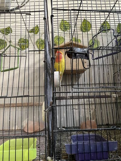 love birds pair & Australian pair & cocktail enno