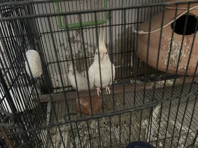 cocktail enno with cage