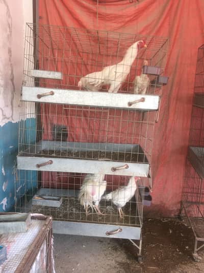 Hens cages